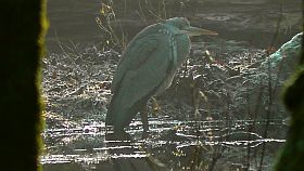 vogel