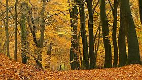 herfst
