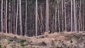 wolf