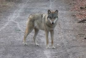 wolf