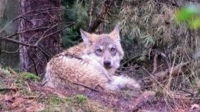 wolf