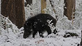 wild zwijn