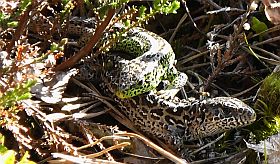 zandhagedis