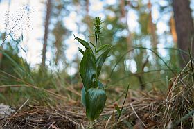 plant