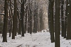 Herten