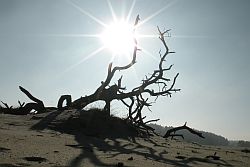 Tak in het zonlicht