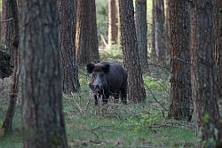 Wild zwijn