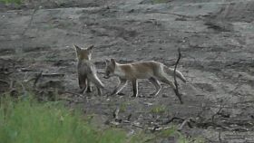vosjes