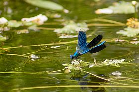 libelle