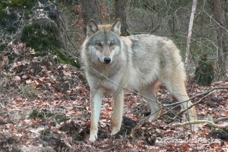Wolf
