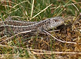 zandhagedis