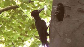vogel