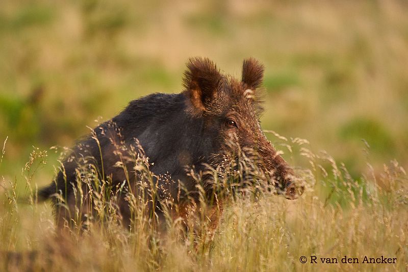 Wild zwijn